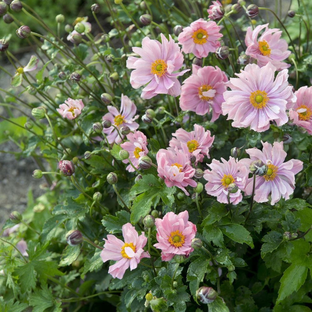 Anemone hupehensis var. japonica 'Konigin Charlotte'
